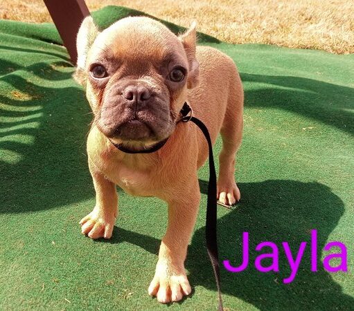 Jayla - French Bulldog Puppy
