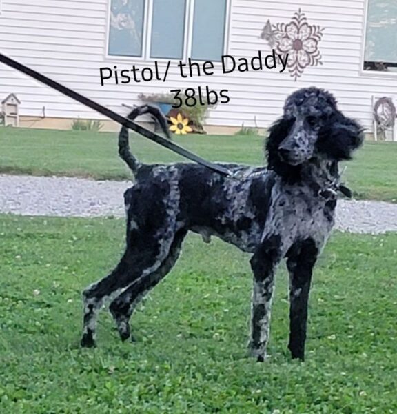Pistol - Sire